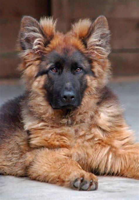  79 Ideas Are German Shepherds Long Haired For Bridesmaids
