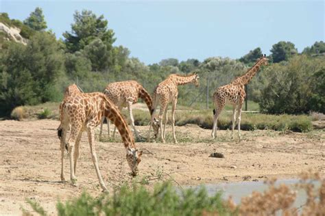 are giraffes equines