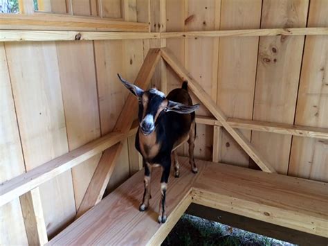 are goats easy to keep