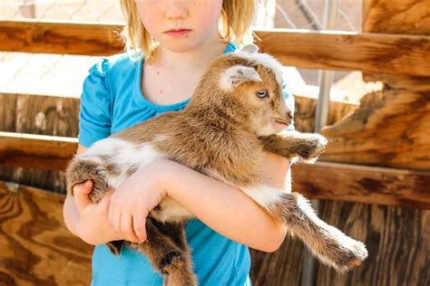 are goats easy to take care of