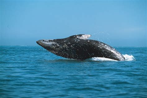 are gray whales endangered