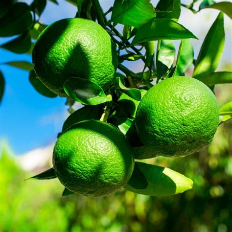 are green oranges good for you