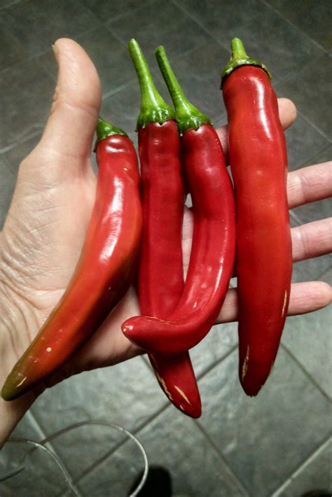 are guajillo peppers spicy