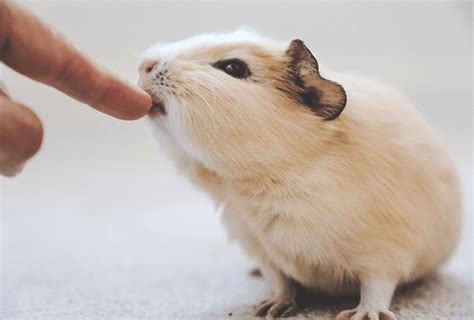 Are Guinea Pigs Bite