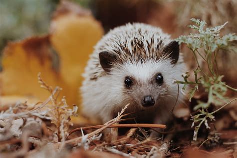 Are Hedgehogs Good Pets