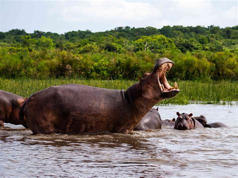 are hippos in the nile river
