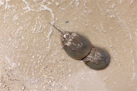 are horseshoe crabs friendly