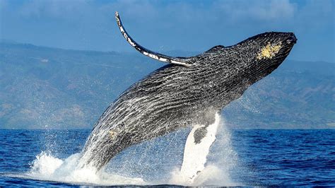 are humpback whales endangered 2023