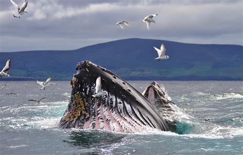 are humpback whales still hunted