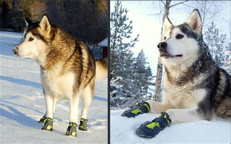 Are Huskies Waterproof