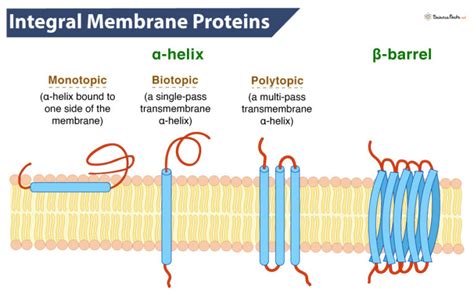 are integral proteins transmembrane proteins