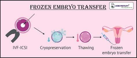 are ivf frozen embryos born on time