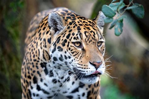 are jaguars native to the usa