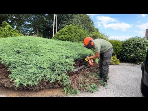Are Junipers Hard To Remove