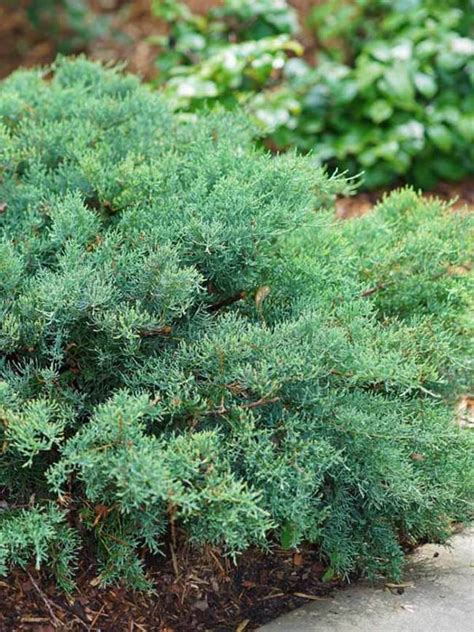 Are Junipers Perennials
