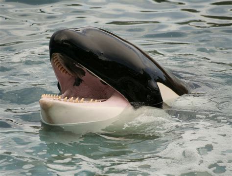 are killer whales aggressive