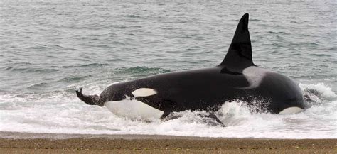 are killer whales apex predators