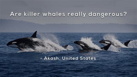 are killer whales dangerous