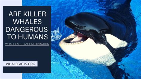 are killer whales dangerous to humans