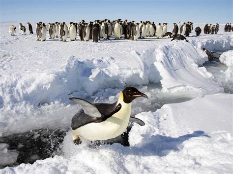are king penguins endangered of extinction