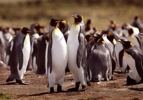 are king penguins endangered species