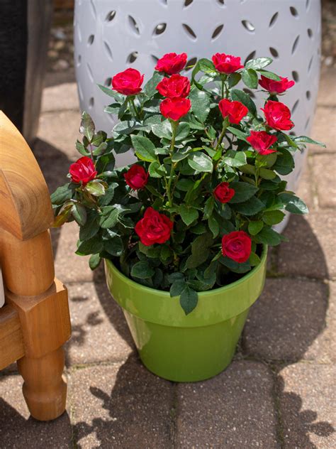 Are Knockout Roses Low Maintenance