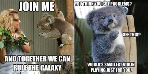 Are Koala Bears Stupid