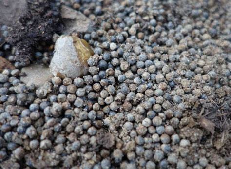 Are Lead Pellets Toxic