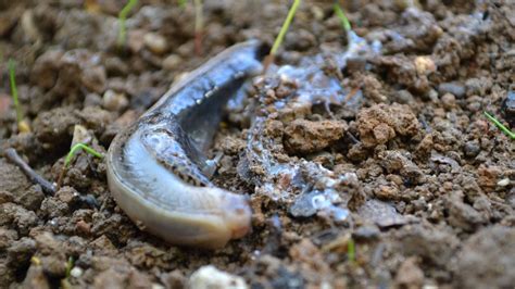 are leopard slugs harmful to dogs