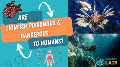 are lionfish poisonous to humans