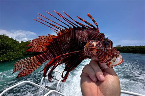 are lionfish stings deadly