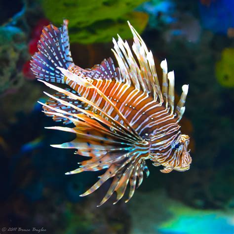 are lionfish venomous or poisonous