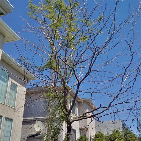 Are Locust Bad For Trees