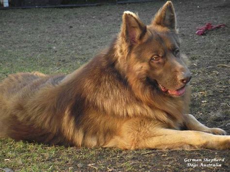  79 Popular Are Long Haired German Shepherds Rare With Simple Style