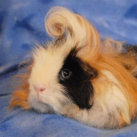 Fresh Are Long Haired Guinea Pigs Rare For Hair Ideas