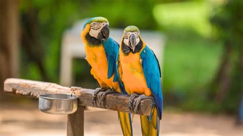 Different Types of Pet Macaws
