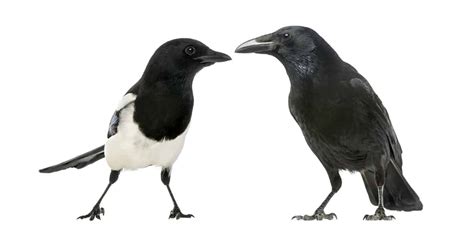 are magpies related to crows