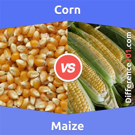 Are Maize And Corn Different