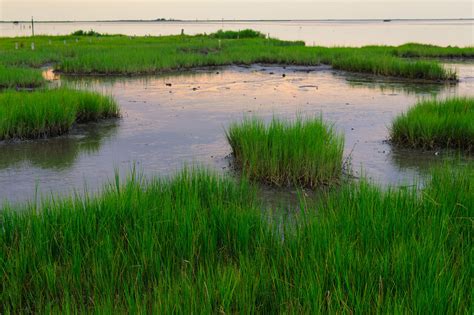 are marshes and wetlands the same thing