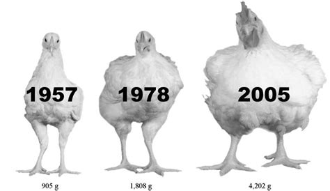 Are Meat Chickens Genetically Modified