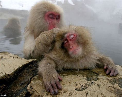 are monkeys just like humans