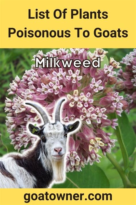 are moon flowers poisonous to goats