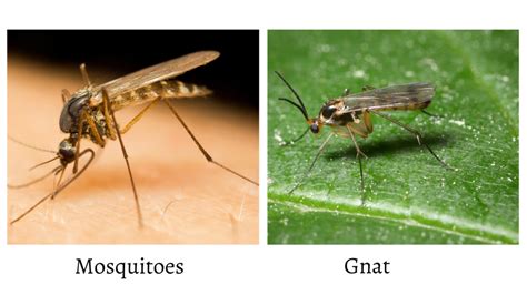 Are Mosquito And Insect Same