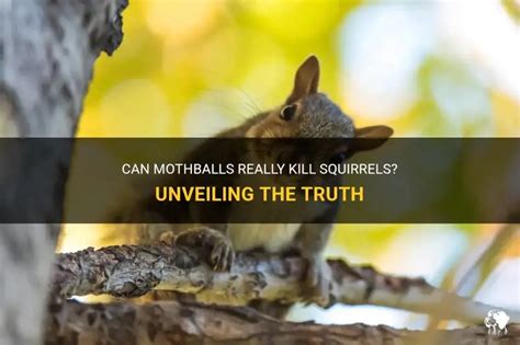 Are Mothballs Toxic To Squirrels