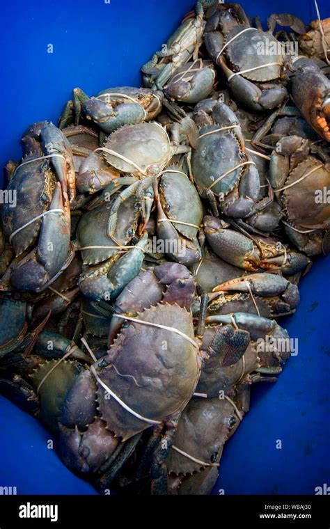 are mud crabs edible