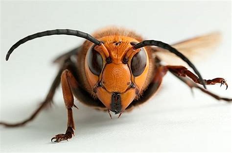 are murder hornets in oklahoma