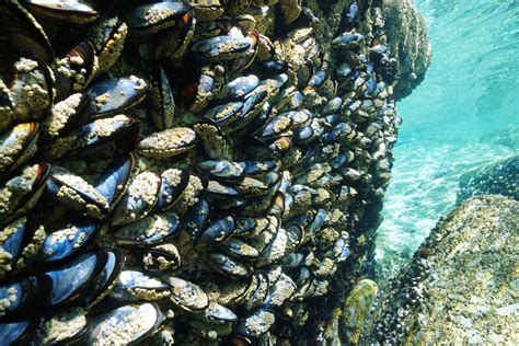 Are Mussels Environmentally Friendly