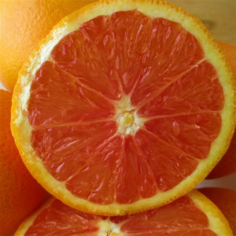 Are Navel Oranges Red Inside