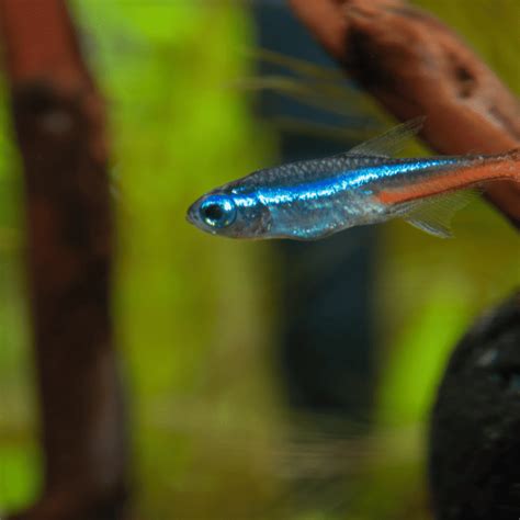 are neon tetras livebearers