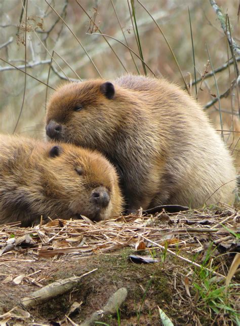 are north american beavers endangered species